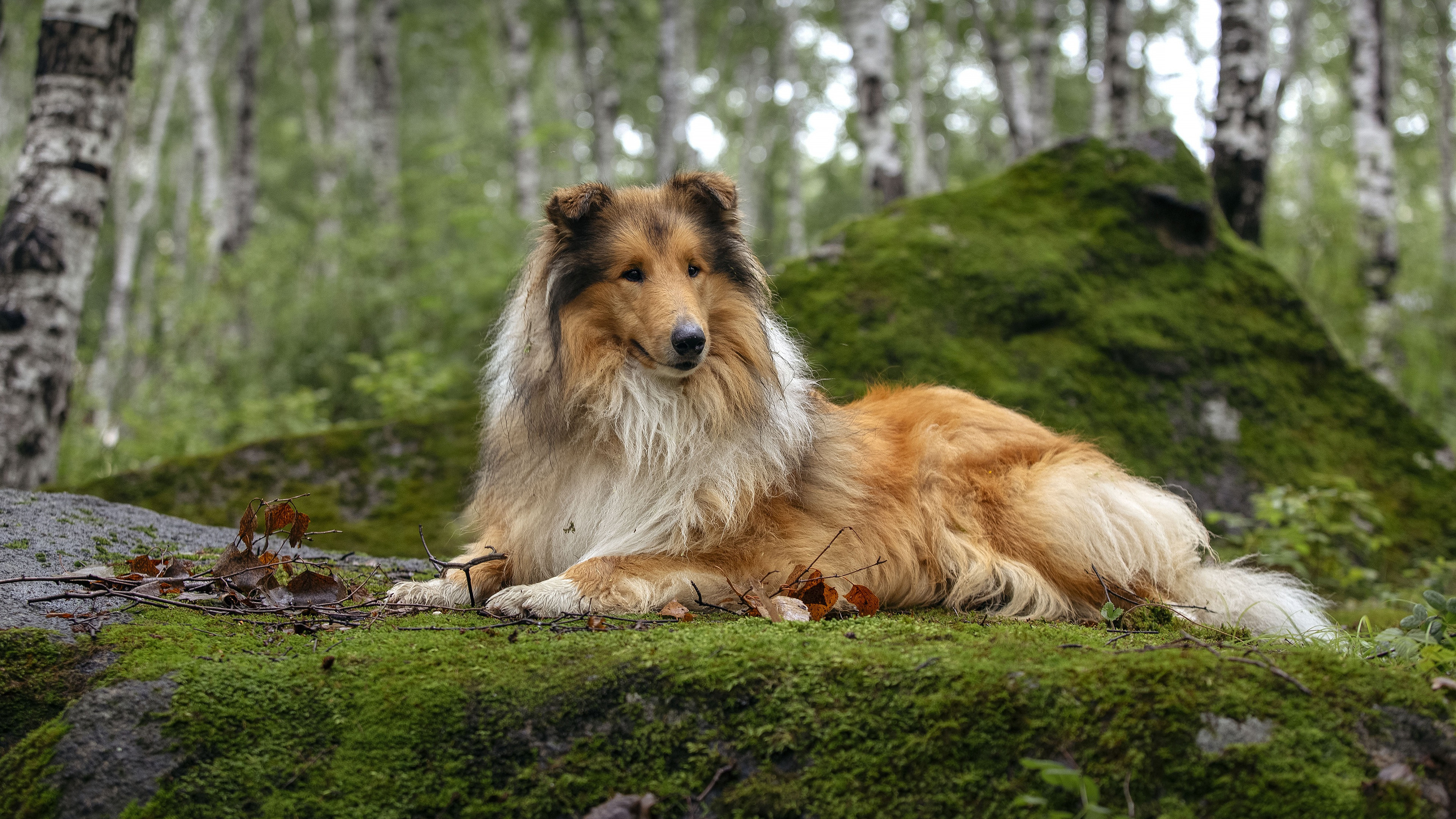 cool collie