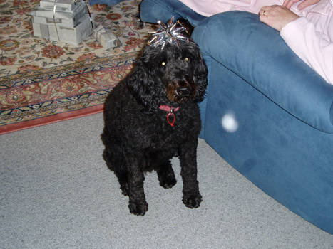 Christmas Tess 2005