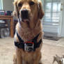 Go Pro Dog Addition: He's Extreme