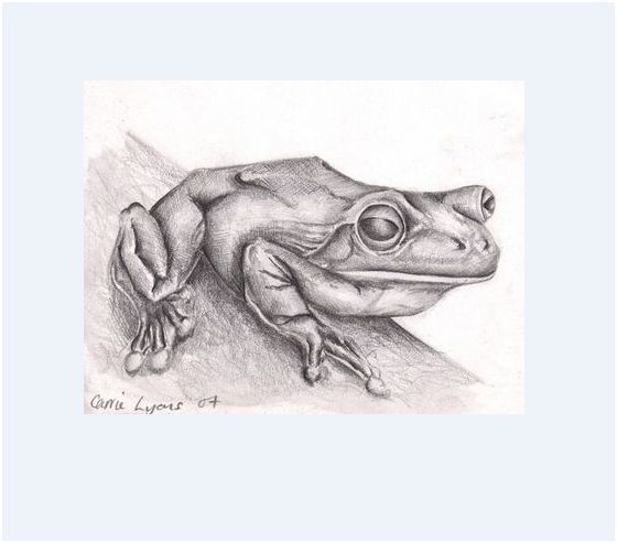 frog miniature drawing