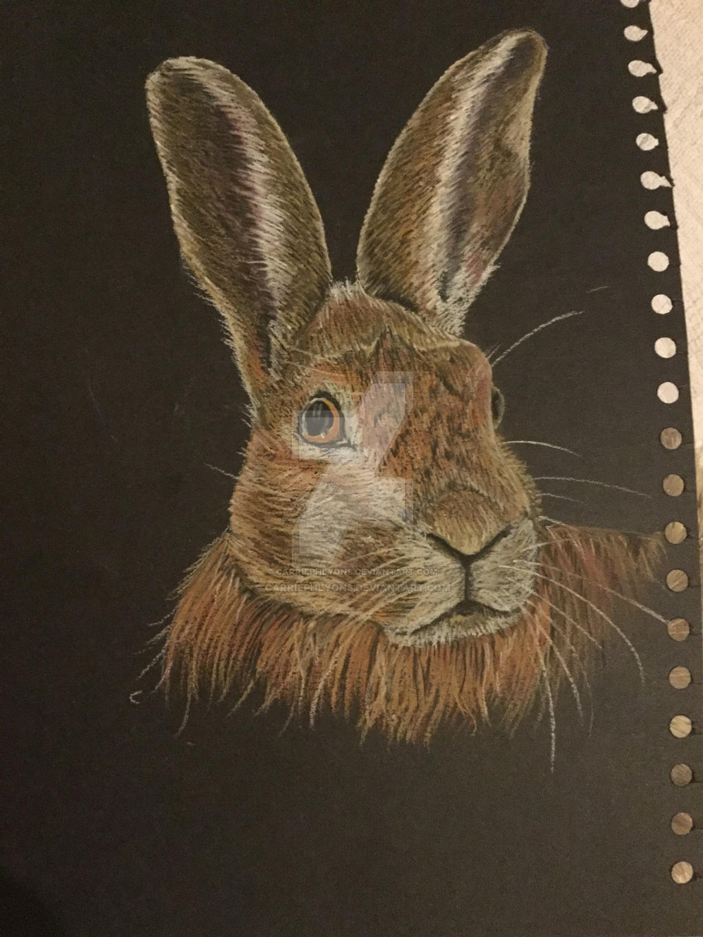 Hare