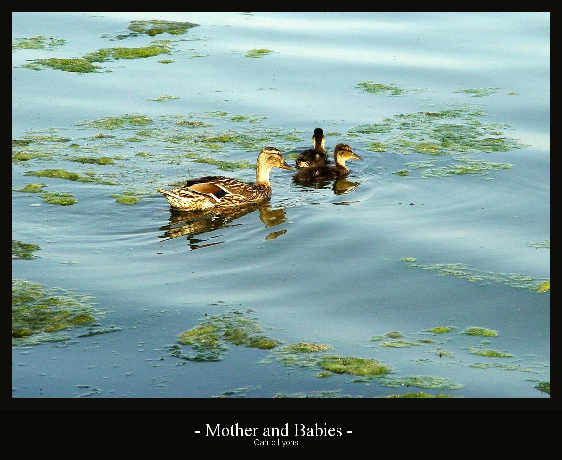 Mother and Babies