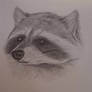 racoon