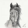 Horse Drawing