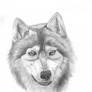 Wolf in Pencil -updated-