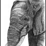 Speed Sketch Elephant