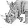 Rhino Drawing