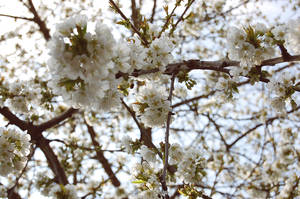 Cherry Tree