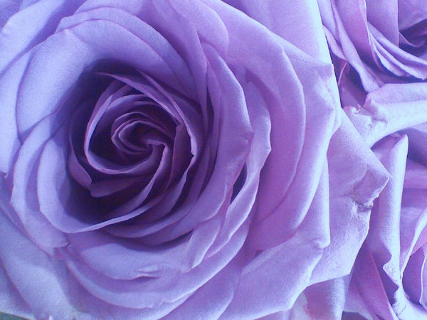 Delicate as a Rose. by Absency on DeviantArt