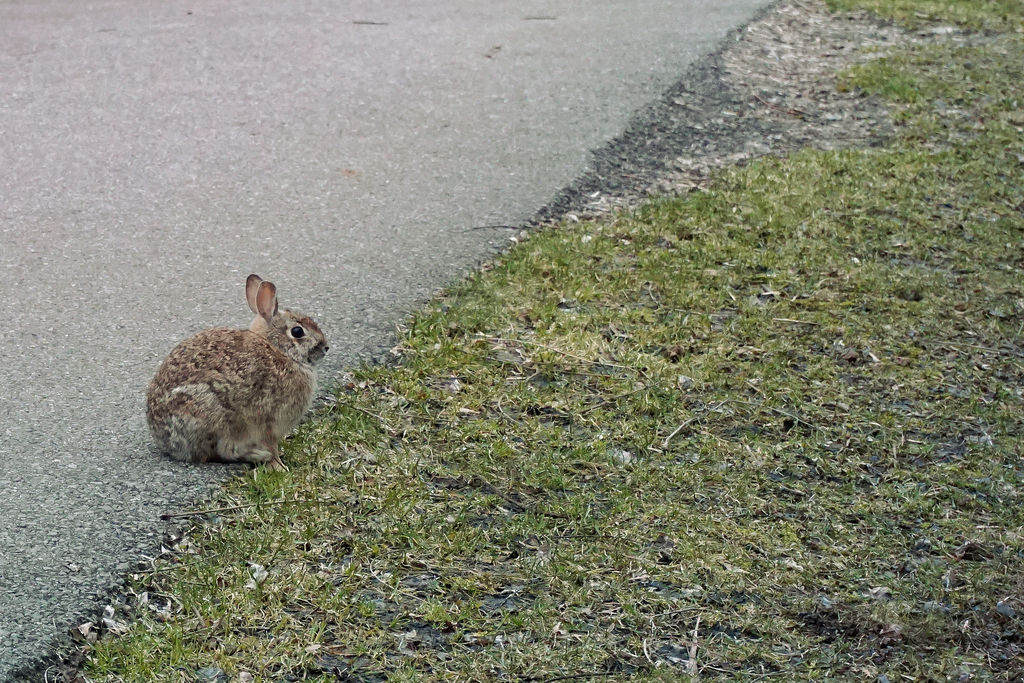 Pathway Rabbit by TheMightyBattleSquid on DeviantArt