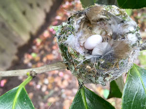 Hummingbird's Nest