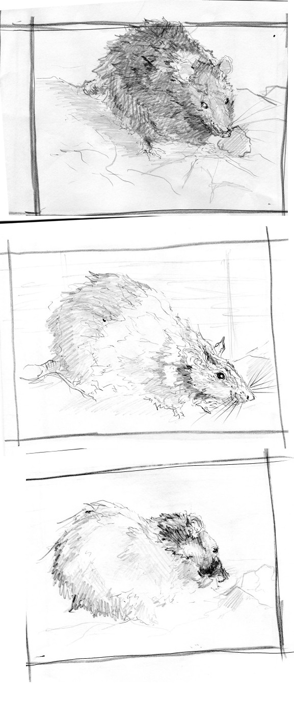 Rat study