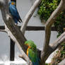 Two parrots