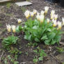 Yellow white tulips