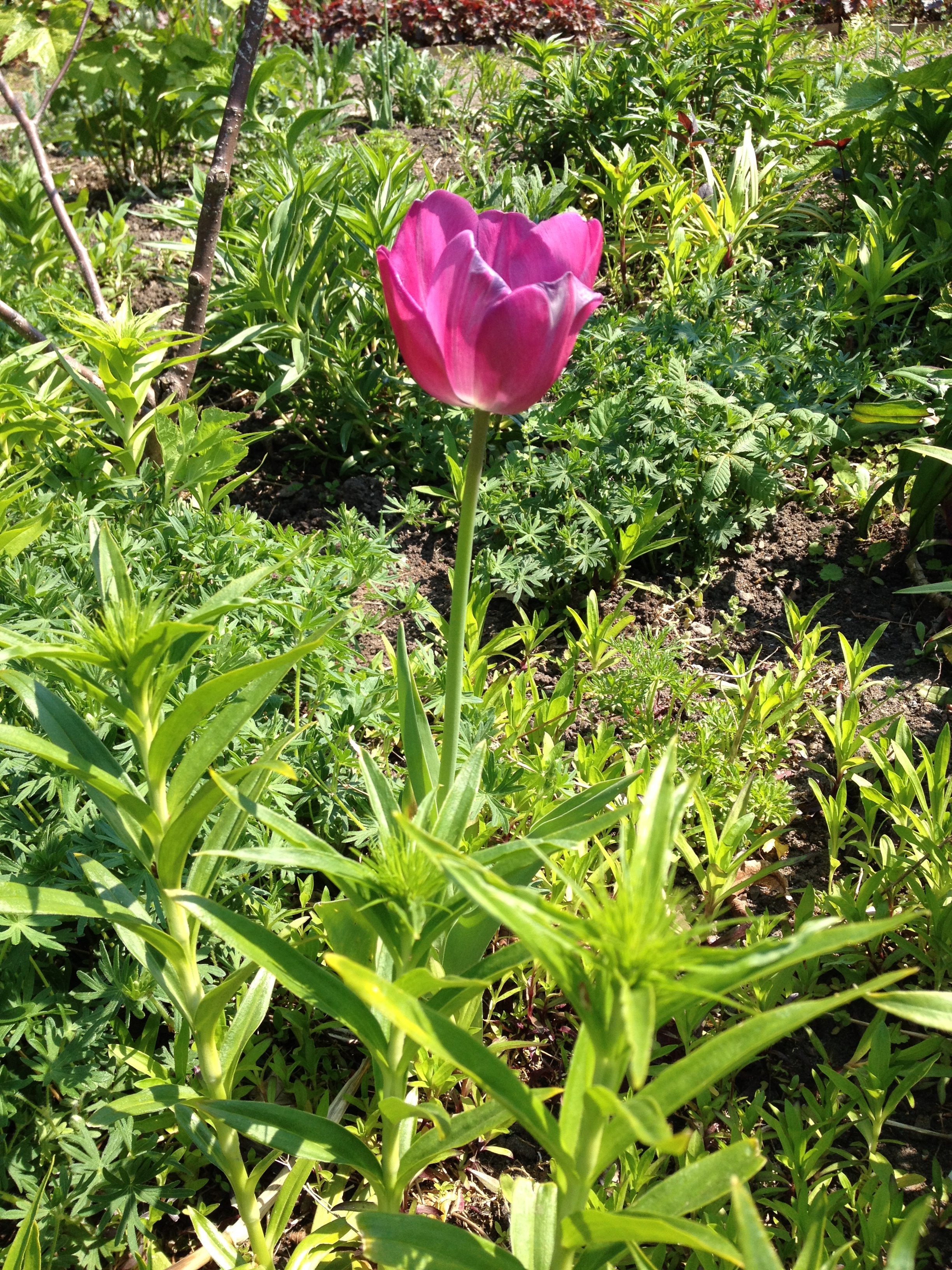 Magenta tulip