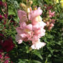 Pink snapdragon