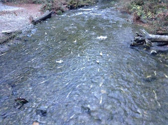 Salmon spawning