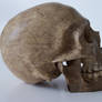 freaksmg-stock - new skull 2