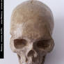 freaksmg-stock - new skull 4