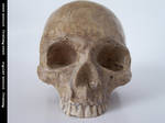 freaksmg-stock - new skull 8