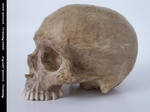 freaksmg-stock - new skull 10 by freaksmg-stock