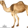 Camel. 3   P N G