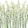 lilies 2