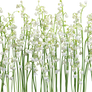 lilies 2