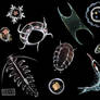 plankton friends