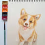 Corgi watercolor painting