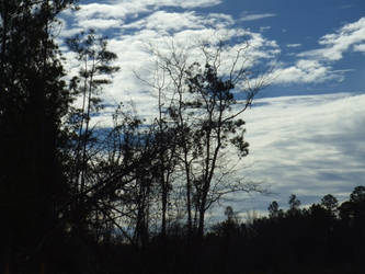 through trees, to sky