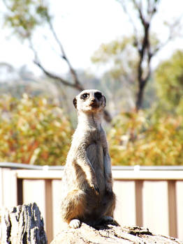 Meerkat