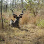 Kudu Male