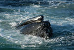 Humpback Whale Closeup by NoelBoulet