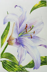 Lily Watercolor Painting3