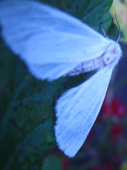 White Moth