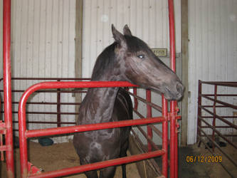 friesian-saddlebred horse