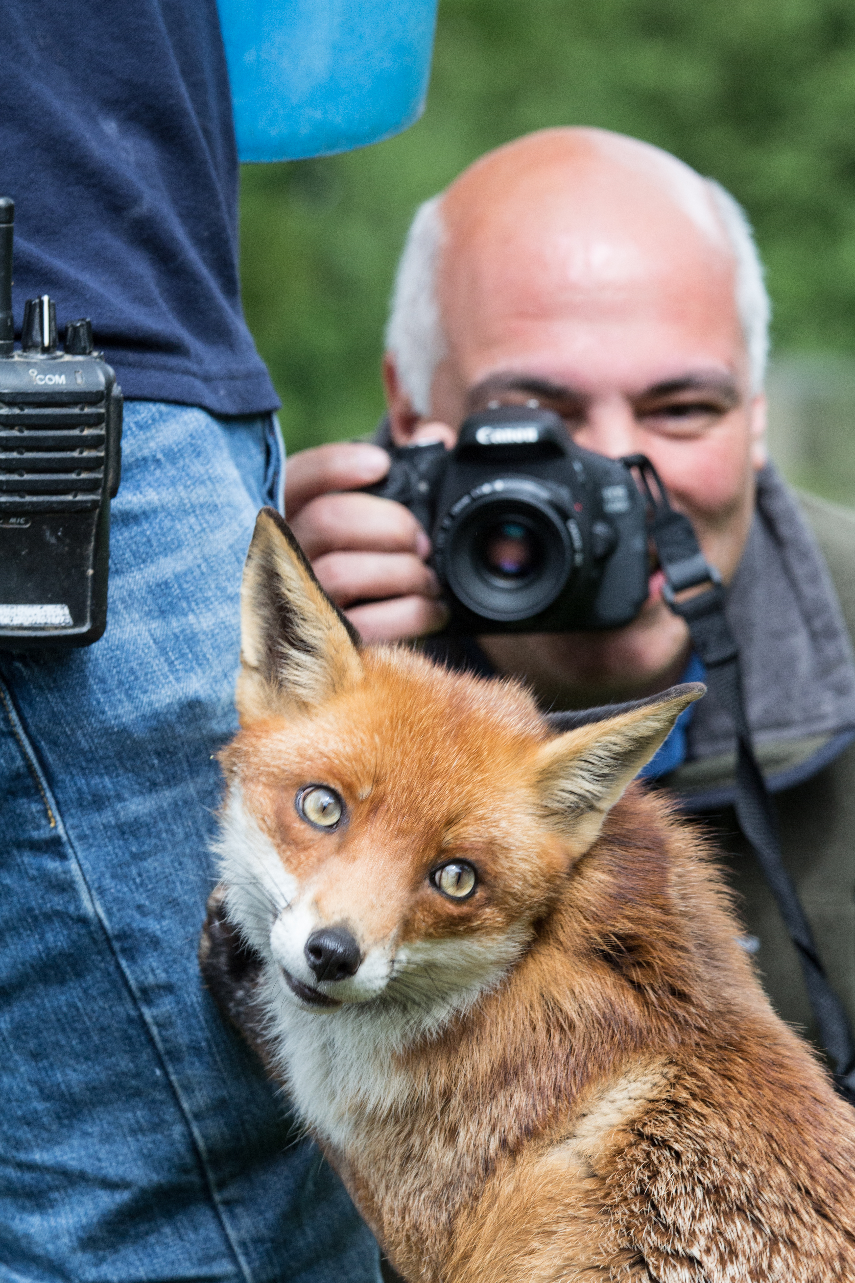 Camera Shy Fox