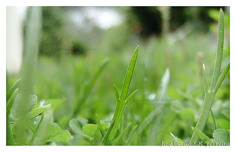 Simple Gras Simple Grass by domangel on DeviantArt