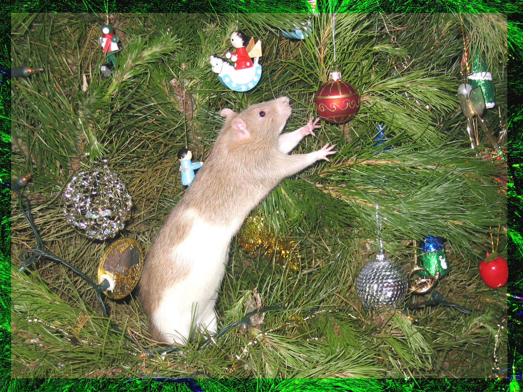 Christmas Rat by CuteLittleTheatreKid
