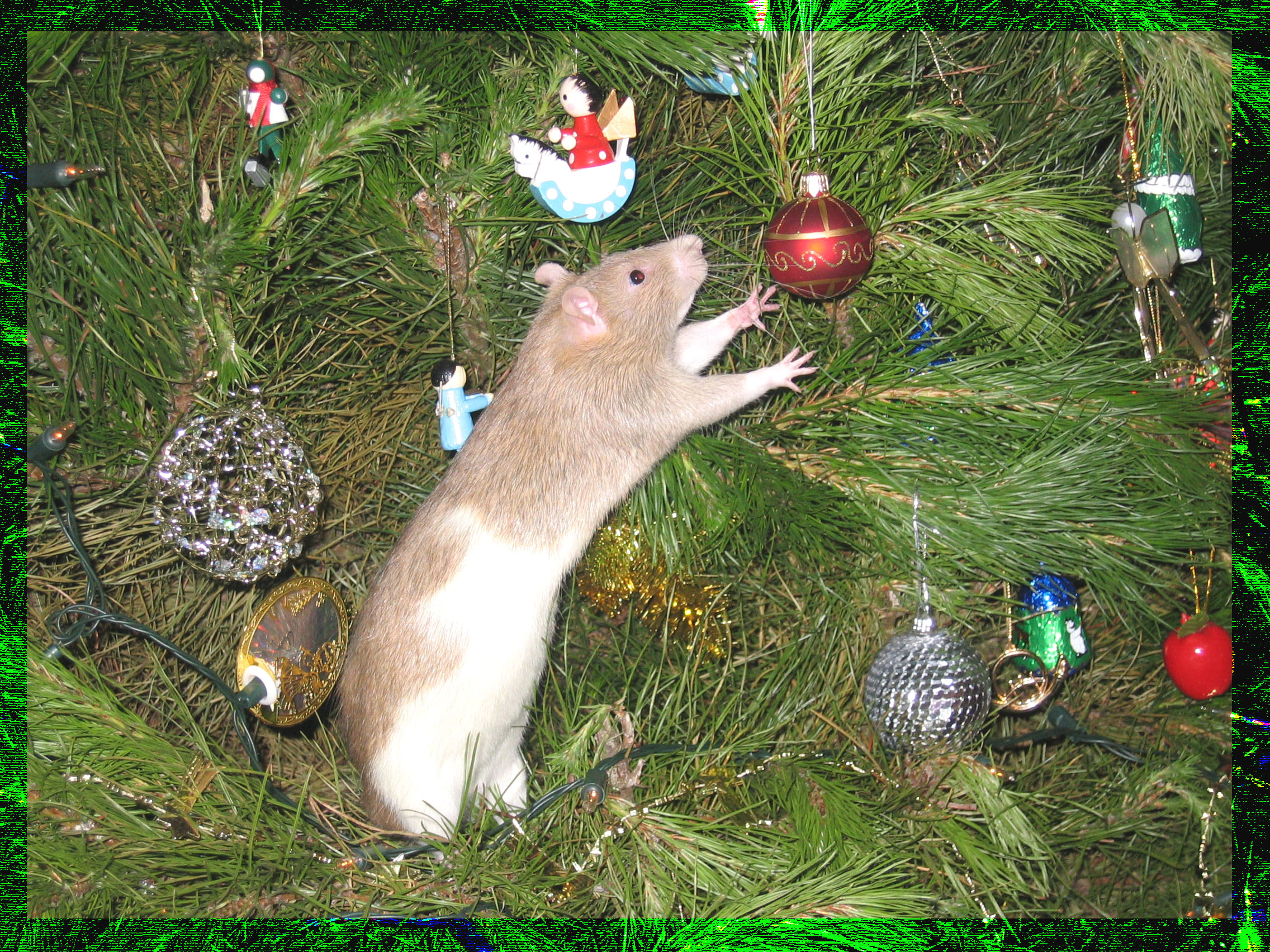 Christmas Rat