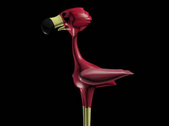 Bird (flamingo)