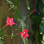 Cypress Vine