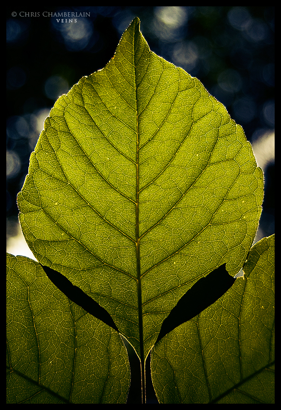 Veins