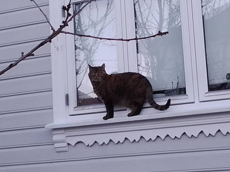 Cat On The Window
