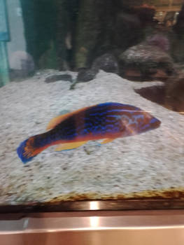 What A Coloful Fish