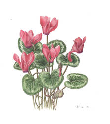 Scan Cyclamen Vrijgemaakt Copy