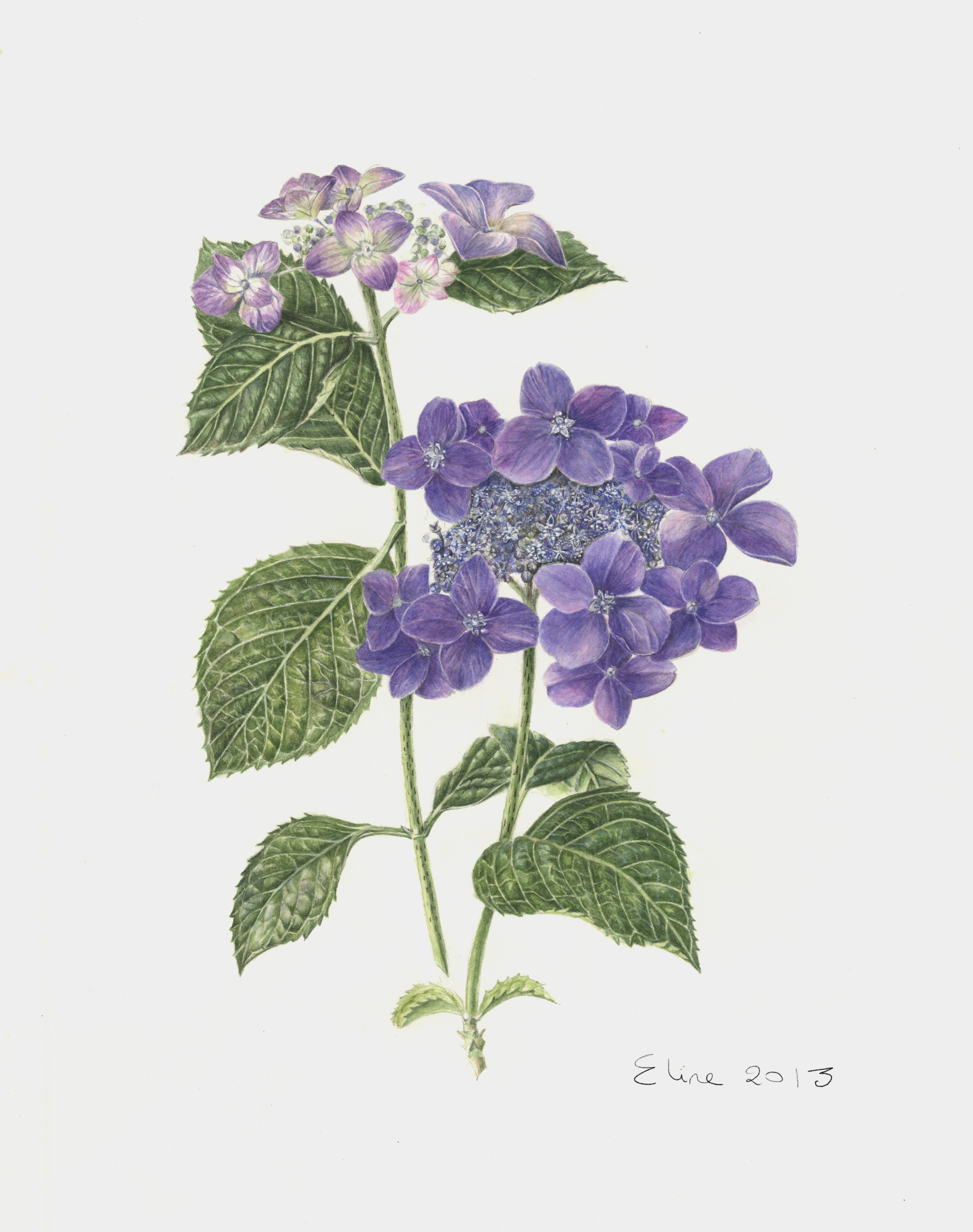 Hydrangea hybride