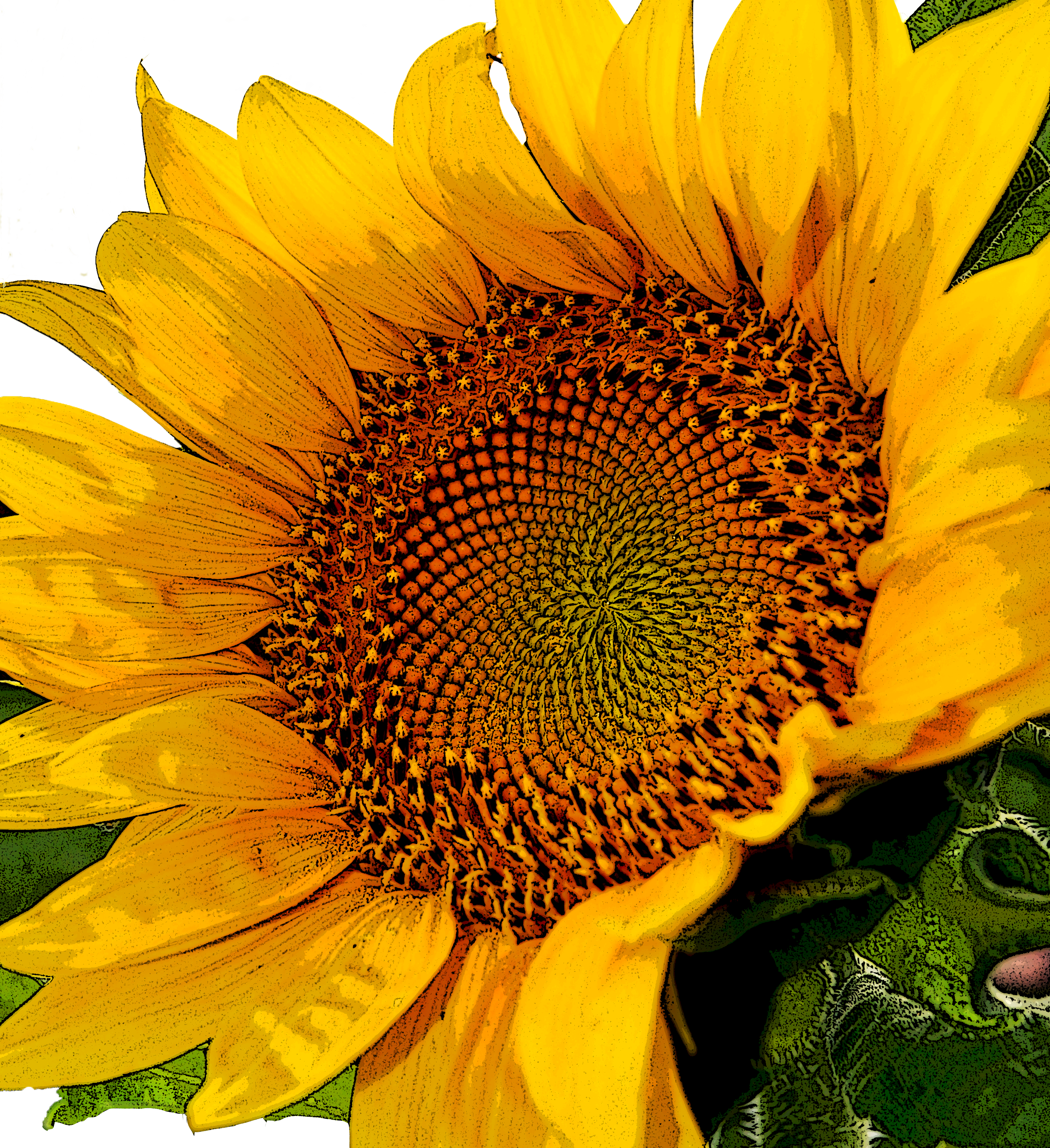 Art Sunflower