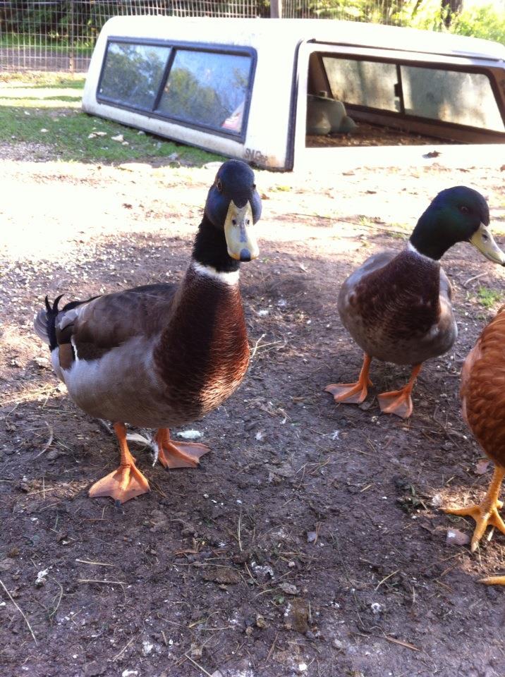 Mallard Ducks